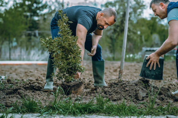 The Steps Involved in Our Tree Care Process in Cherryville, NC